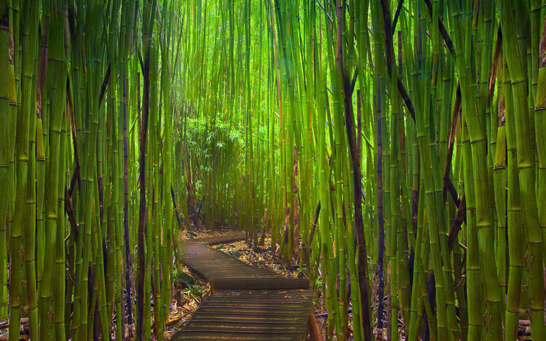 Bamboo_Forest_In_Road.jpg