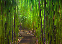 Bamboo Forest In Road