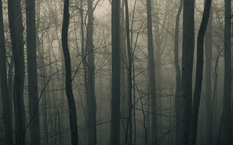 Fog In The Dark Forest