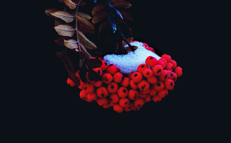 small_red_berries.jpg