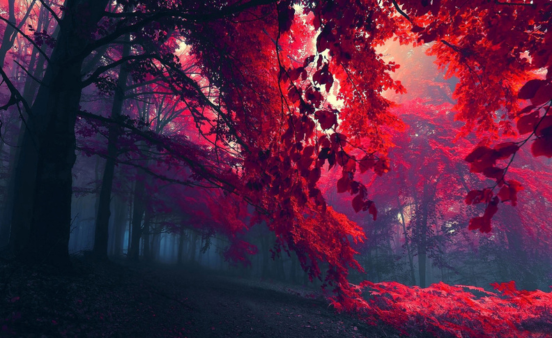 red_autumn_3.jpg
