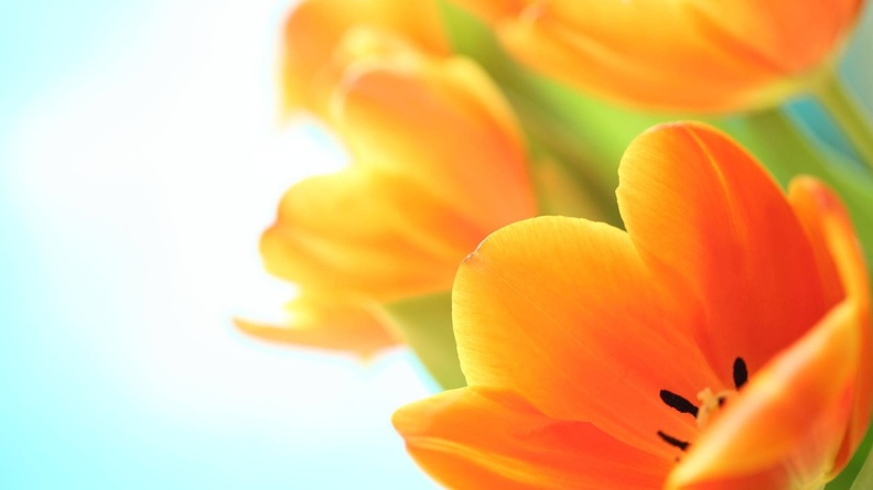 Orange_Tulip_Flowers.jpg