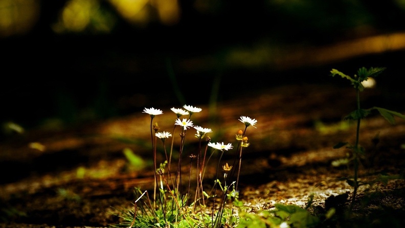 Tiny_White_Flowers.jpg