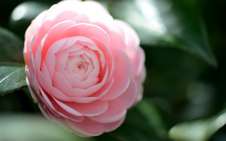 Camellia Pink Flower