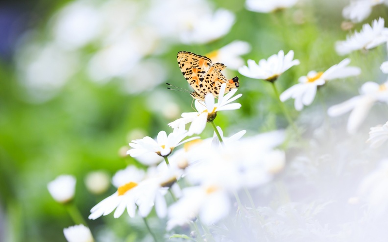 Butterfly_on_Daisy_Flowers.jpg