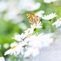 Butterfly on Daisy Flowers