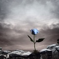 Blueish Rose Dark Background