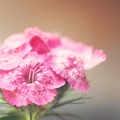 Cute Pink Flower