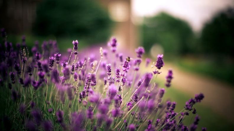 Lavender_Flowers.jpg