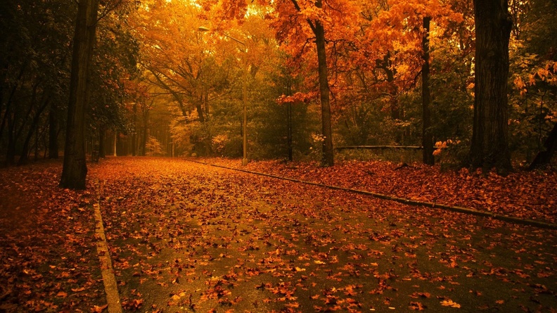 Autumn_Leaves_Road.jpg