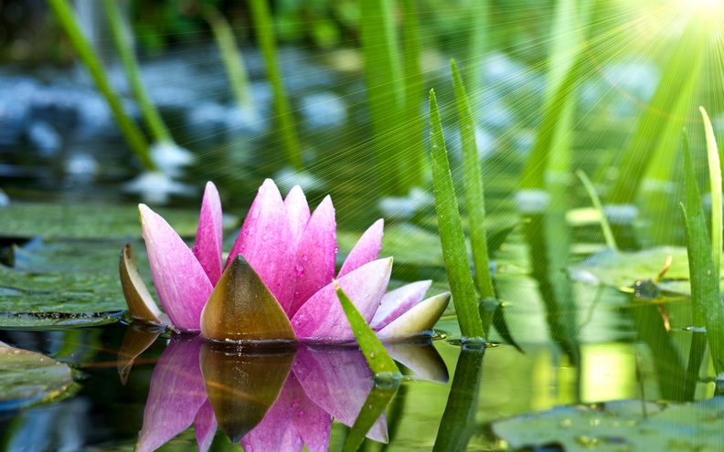 Lotus in Pink HD
