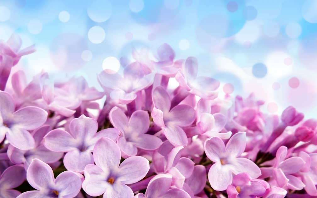 Beautiful Flowers in Violet