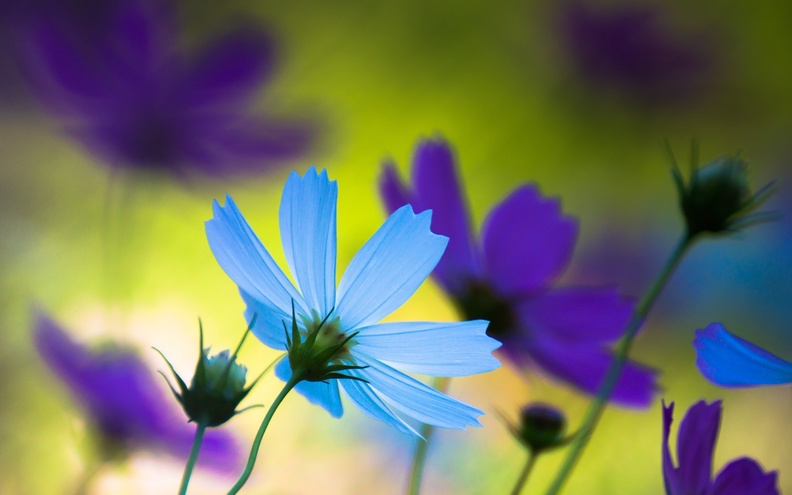 Beautiful_Blueish_Flower.jpg