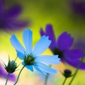 Beautiful Blueish Flower