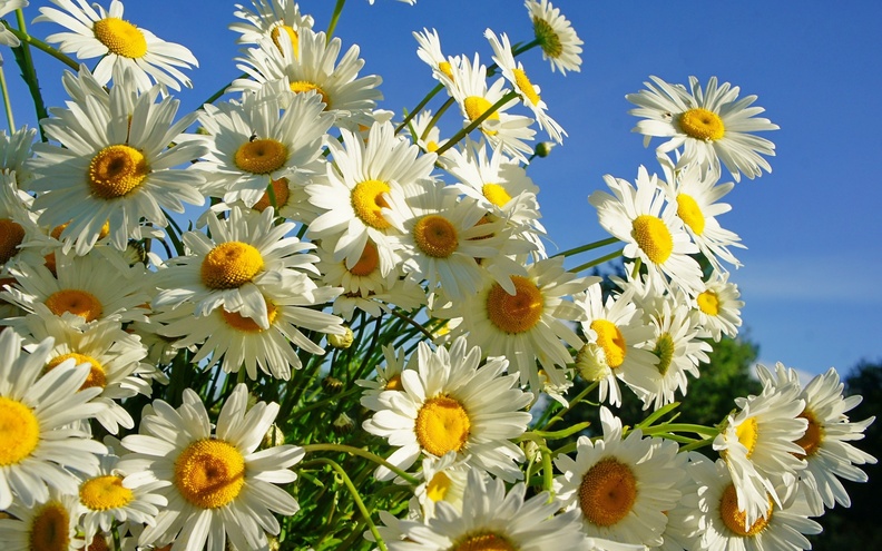 Beautiful_White_Daisies.jpg