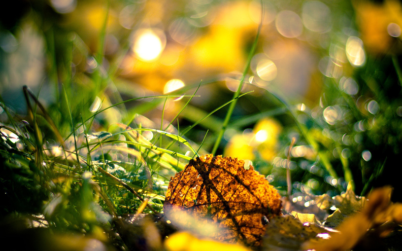 Autumn_Leaf_on_Grass.jpg