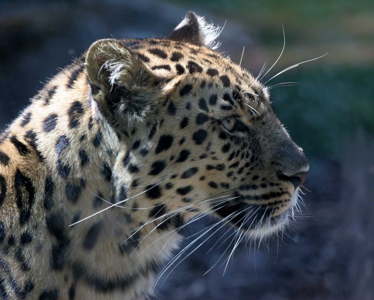 Leopard Head