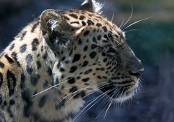 Leopard Head
