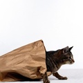 Cat In Bag