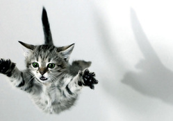 Cat Jump
