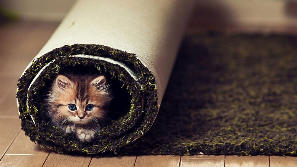Little Cat Under The Carpe