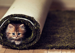 Little Cat Under The Carpe