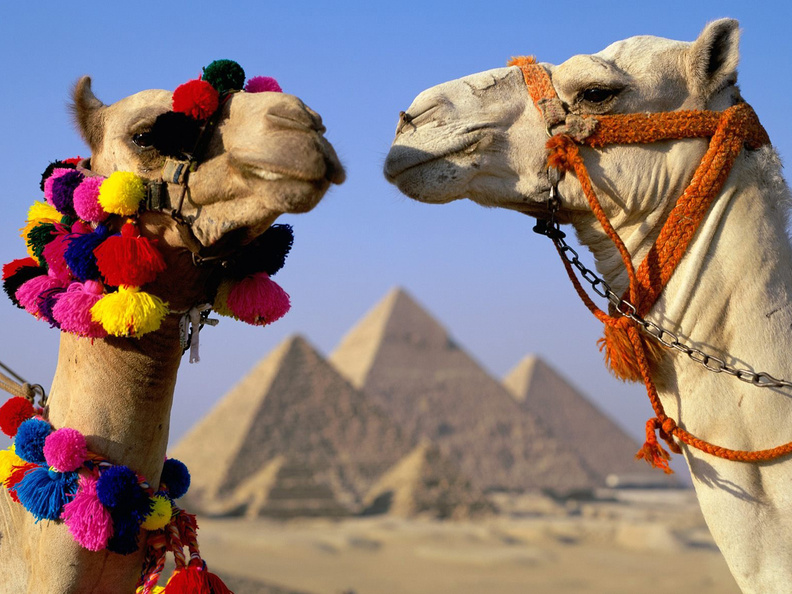 Two_Camels.jpg