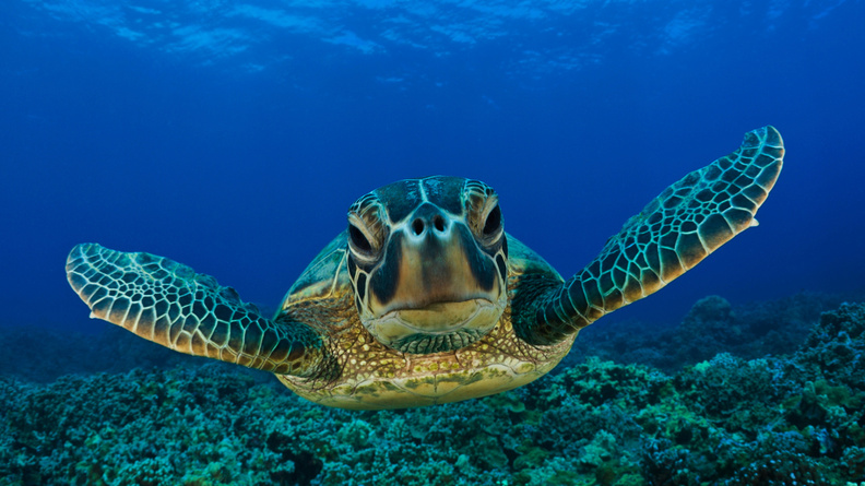 Sea_Turtle.jpg
