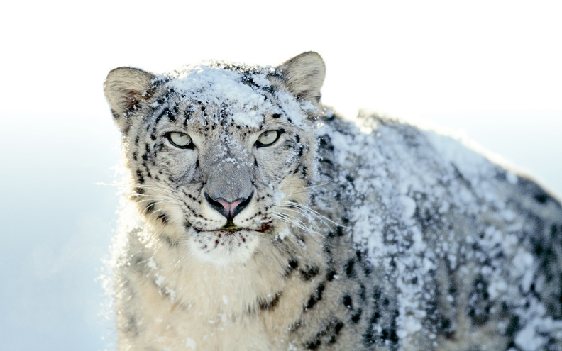 Leopard In Snow