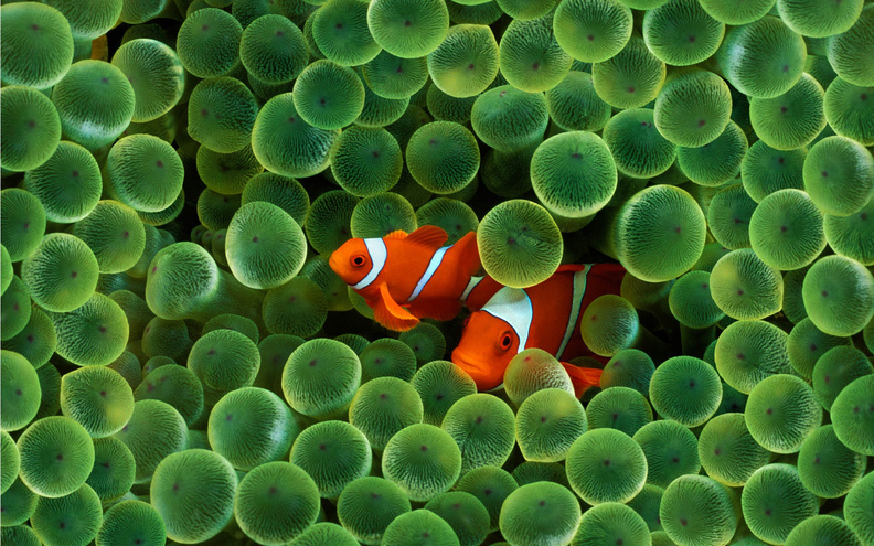 Orange_Fishes.jpg