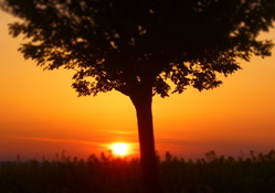 A Tree In The Sunset