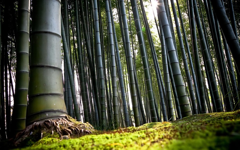 Bamboo_Forest.jpg