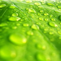 Water On The Leaf