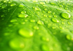 Water On The Leaf