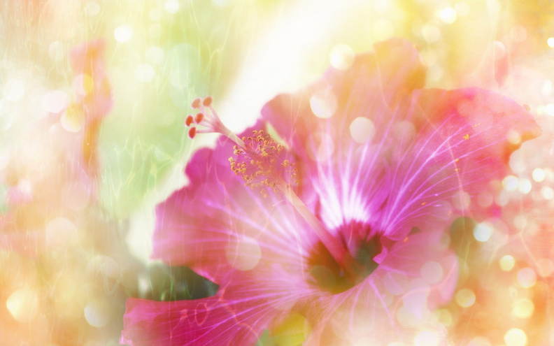Hibiskus_Glamor_Flowers.jpg