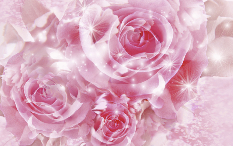 Roses Flowers  Widescreen