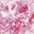 Roses Flowers  Widescreen
