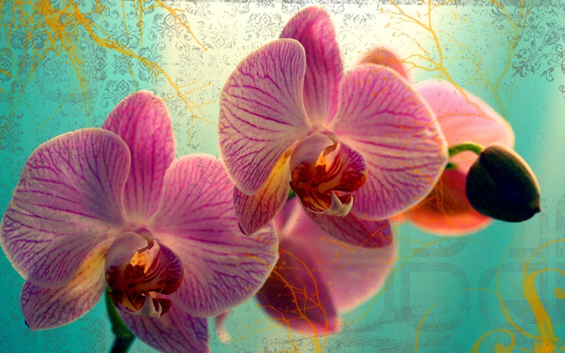 Magic Orchids Widescreen Wallpaper