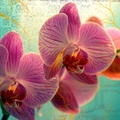 Magic Orchids Widescreen Wallpaper