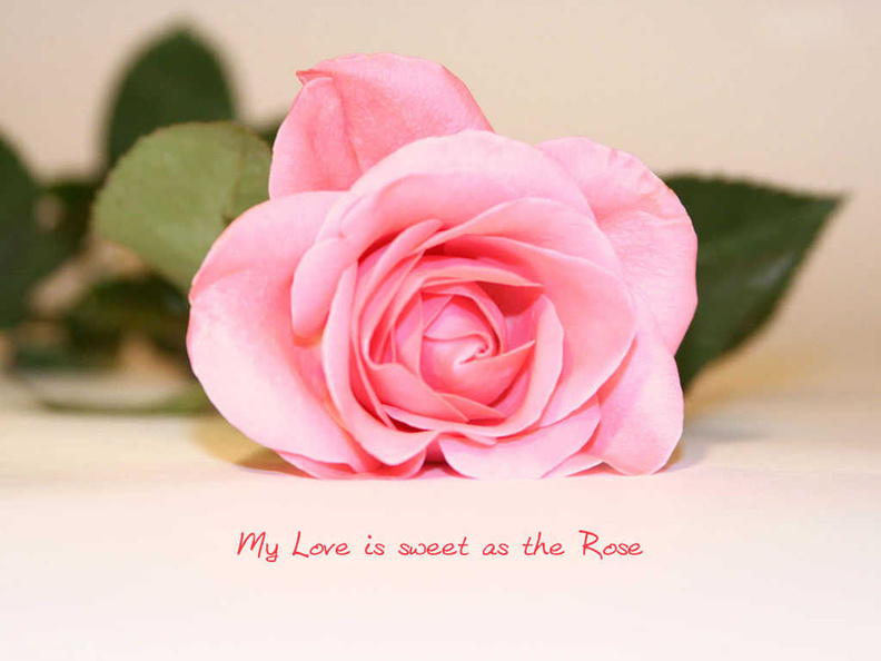 Love Rose Quotes HD
