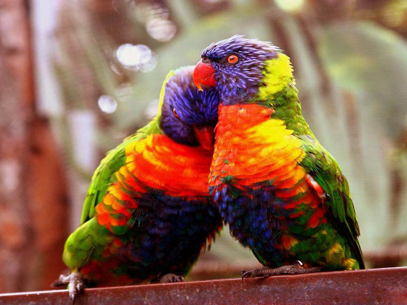 Love Birds Free Download