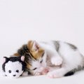 Cute Cat and Toy