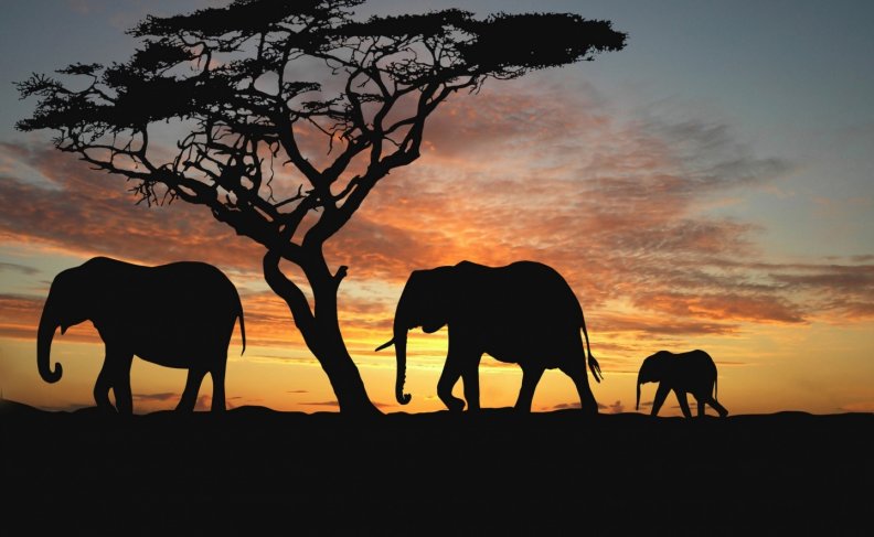 savannah-elephants.jpg