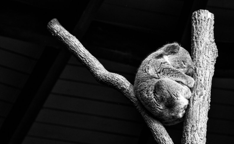 koala-taking-a-nap.jpg