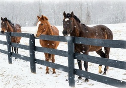 'Winter Horses'