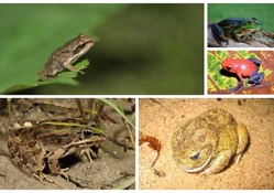 FROG COLLAGE