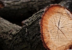 Cut timber