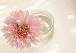 Flower in a Glass