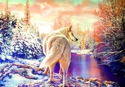 White Wolf in Winter