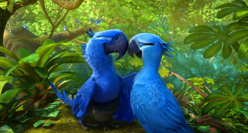 love_parrots.jpg